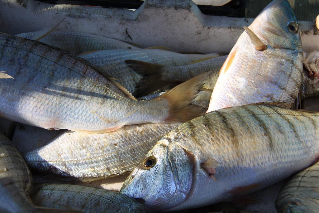 Il Pescatore Marinella di Selinunte Eksteriør bilde